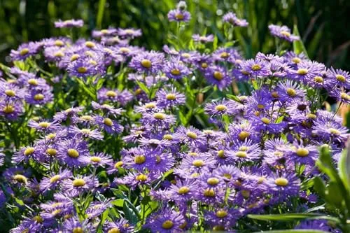 Aster novi-belgii 'Blaue Nachhut' – Pflegeleichte Staude für Beet & Rabatte - Robuste Glattblatt-Aster mit blauen bis violetten Blüten. Pflegeleicht und winterhart, ideal für Beet, Rabatte und Kübel. Bienenfreundlich und dekorativ von Spätsommer bis Herbst.