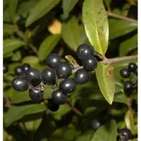 Schwarzgrüner Liguster 125-150cm - Ligustrum vulgare - Sträucher, robuste und schnittverträgliche Pflanze für hohe, schmale Hecken, ideal für sonnige bis halbschattige Standorte.
