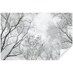 Fototapete Baumkronen Wald 3D EFFEKT schwarz weiß Baum Himmel 250x175 cm - inkl. Kleister - für Wohnzimmer Schlafzimmer Flur Modern Vlies Tapete Vliestapete Wandtapete Motivtapeten UV-Beständig