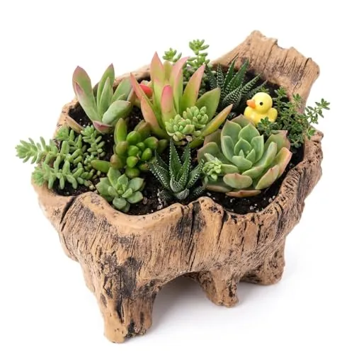 STOBOK Kreativer Vintage Beton Blumentopf Im Baumstamm Stil Sukkulenten Pflanzgefäß Rustikale Garten- Und Wohnaccessoire Dekoration Für Zuhause Und Büro 5.7X6.1X5.7 Zoll