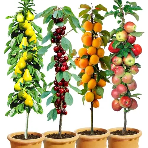 BALDUR Garten 4er-Set Säulenobst 'Naschgarten' – Platzsparende Obstbäume - Set aus wurzelballierten Säulenobstbäumen: Birne, Süß-Kirsche, Aprikose, Apfel. Ideal für kleine Gärten, geringer Pflegeaufwand und attraktiv im Anbau.
