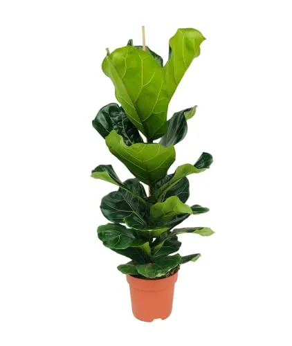 Bloomique Ficus Lyrata - Geigenfeige - Pflegeleichte Zimmerpflanze 80-100 cm - Die Ficus Lyrata 'Bambino' ist eine pflegeleichte Zimmerpflanze, die für ein verbessertes Raumklima sorgt. Ideal für Wohnzimmer und Büros, benötigt sie nur wenig Wasser und viel Licht.