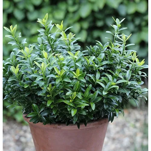 Japanischer Spindelstrauch Green Spire - Euonymus japonicus 30-40cm - Sträucher: Immergrüner Japanischer Spindelstrauch, winterhart und ideal für Hecken oder Kübel, wächst bis 80cm hoch.