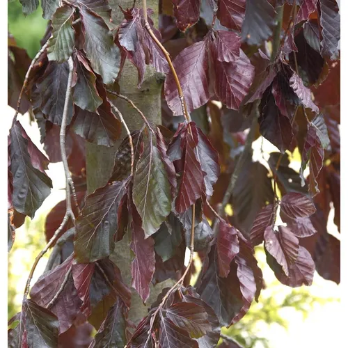 Hochstamm Trauer Blutbuche Purple Fountain 80-100cm - Sträucher mit tiefroter Belaubung, ideal für sonnige Standorte, bringt Farbe in jeden Garten und wird zu einem stattlichen Baum mit hängenden Zweigen.