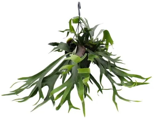 Exotenherz Geweihfarn Platycerium bifurcatum im 21cm Ampeltopf - Tropische Eleganz: Der Geweihfarn (Platycerium bifurcatum) beeindruckt mit einzigartigen Wedeln und bringt einen Hauch von Exotik in Ihr Zuhause. Ideal für helle Räume, pflegeleicht und ein echter Blickfang!