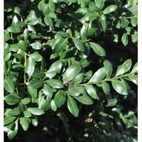 Japanischer Stechpalme Caroline Upright 30-40cm - ilex crenata