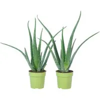 Value Greens 2er-Set Aloe Vera  Luftreinigende & Dekorative Sukkulente  Topf-Ø 12 cm  ca. 35 cm Hoch