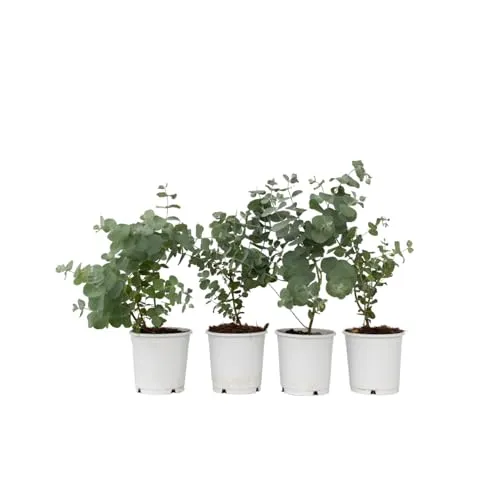 Eucalyptus Pulverulenta 'Baby blau' - 6er Set von Plant in a Box - Garten-Zubehör mit luftreinigenden Eigenschaften, hält Fliegen und Bisamratten fern und begeistert mit blaugrauer Farbe. Lieferung in stabilen Versandkarton, Höhe der Pflanzen 25-40cm.