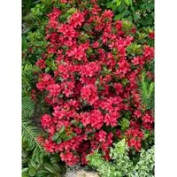 Rhododendron Obtusum Muttertag Azalee Leuchtend Rot 40–50 cm - Die leuchtend rote Rhododendron obtusum ‘Muttertag’ ist ein kompakter Blütenstrauch, ideal für Ziergärten. Sie blüht im späten Frühling und bringt Farbe in jeden Garten. Pflegeleicht und perfekt für Kübel oder als Solitär.