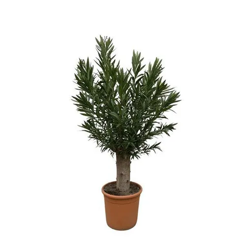 Everyplants Nerium Oleander Bonsai - 190 cm, ø45 cm
