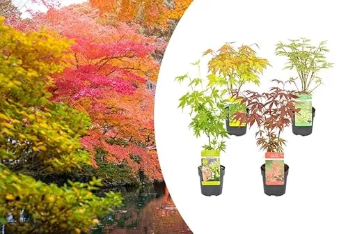 Bloomique - Mischung aus 4 Japanischen Ahornbäumen - Winterharte Pflanzen - Gartenpflanzen Winterhart - Höhe 20-30 cm - Topf 10,5 cm