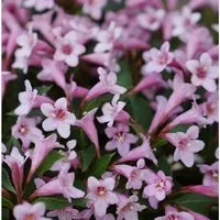 Weigelie Pink Poppet 40-60cm - Weigela florida