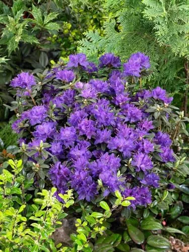 Rhododendron Russatum Enziana Blauviolett 30–40 cm - Immergrüner Zierstrauch mit intensiv blauvioletten Blüten, ideal für Vorgärten und Kübel. Pflegeleicht und winterhart, sorgt er für ganzjährige Struktur im Garten.