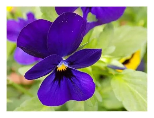 Stk - 15x Hornveilchen Admiration Viola cornuta hybrida Garten Pflanzen - Samen KS260 - Seeds & Plants Shop by Ipsa