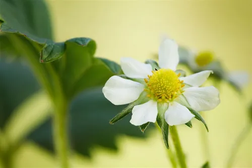 Pflanzen für Dich Obstpflanze Fragaria anan. Elan, 1 St., Erdbeere, süß, immertragend
