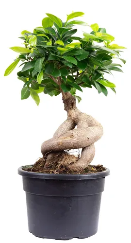 Value Greens Chinesische Feige Bonsai-Style mit Ficus Ginseng - 35 cm hoch - Grünpflanzen mit einzigartigem Bonsai-Charakter, pflegeleicht und luftreinigend, ideal für ein harmonisches Zuhause oder Büro.