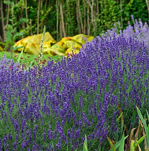 Echter Lavendel Hidcote Blue - großer Topf - Kräutersamen & -pflanzen, blühend von Juli bis August, ideal für duftende Gärten und bienenfreundliche Flächen, max. Wuchsgröße 40cm.