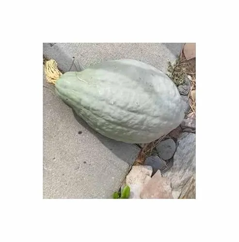 Stk - 5x Kürbis Hubbard Large Blue Gemüse Pflanzen - Samen KS583 - Seeds & Plants Shop by Ipsa