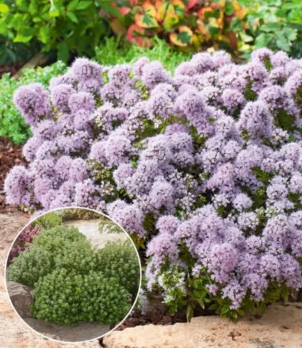 BALDUR Garten 2x Winterharter Oregano, Pflanzen im 9x9 cm-Topf, zarte, duftende Blütenwolken, aromatisches Würzkraut & Bodendecker, bienenfreundlich & pflegeleicht, winterhart, mehrjährig
