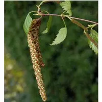 Sand Birke 100-125cm - Betula pendula