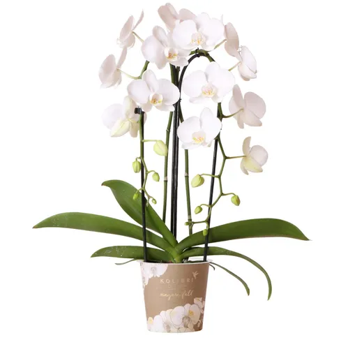 Kolibri Orchids | Weiße Schmetterling-Orchidee Niagara Fall - Topfgröße Ø12cm - Blühende Zimmerpflanze mit großen, zartrosa Blüten, ideal für jedes Interieur. Frisch vom Züchter, erreicht eine Höhe von bis zu 60 cm und hat eine lange Lebensdauer.