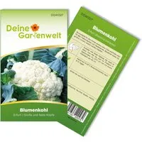 Deine Gartenwelt Blumenkohl Erfurt Samen