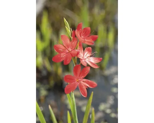 Sumpfspaltgriffel FloraSelf Schizostyllis coccinea 'Major' Ø 9 cm Topf