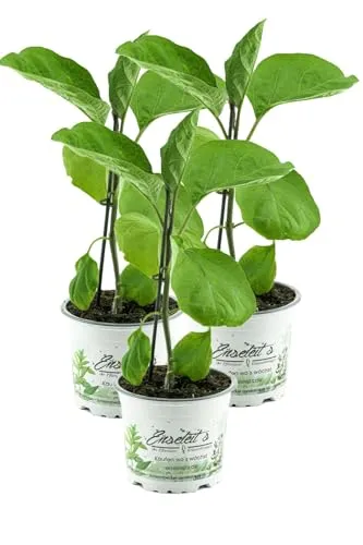 3er Set Aubergine Pflanze (Solanum melongena)