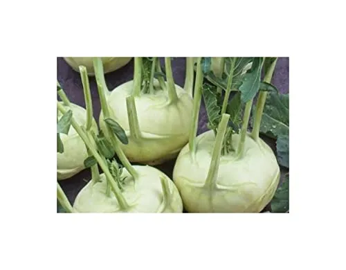Stk - 25x Kohlrabi Lanro Weiß EKO - Kohlrabi Samen Gemüse KS527 - Seeds & Plants Shop by Ipsa