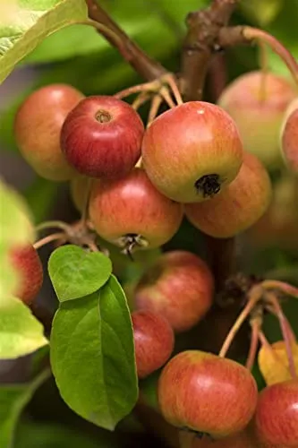 Malus 'Evereste' - Zierapfel mit weißen Blüten - Obstsamen & -pflanzen, bienenfreundlich und pflegeleicht, ideal für Hecken und Einzelstellung mit dekorativen roten Früchten.