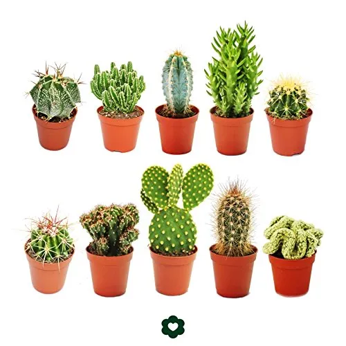 Exotenherz Kaktus Set: 10 verschiedene Kakteen im 5,5cm Topf - Zimmerpflanzen Set mit 10 beliebten Kakteen, ideal für Sammler und Anfänger - perfekt für sonnige Fensterplätze und pflegeleicht.