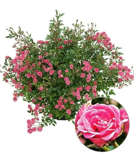 BALDUR Garten Lilly Rose® Wonder5 - Winterharte, kompakte Pflanze für Blütenpracht - Rosensamen & -pflanzen: Blüht von Juni bis Oktober mit einem unglaublichen Blütenmeer, ideal für Kübel und Beete, pflegeleicht und robust.
