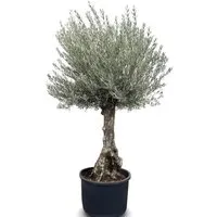 Sunny-Tree Olivenbaum Olea Europea - Winterhart und 80 Jahre alt, 240 cm hoch - Erleben Sie mediterranes Flair mit unserem 80 Jahre alten Olivenbaum (Olea Europea). Widerstandsfähig, beeindruckende Höhe von 240 cm, ideal für Gärten und Terrassen. Perfekt für ein stilvolles Ambiente im Freien.