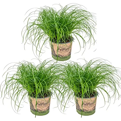 Bloomique - 3er-Set - Cyperus Zumula - Zyperngras - Zimmerpflanzen - Pflegeleicht - Haustierfreundlich - Höhe 20-30 cm - Topf 12 cm