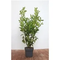 Prunus lau. 'Genolia' Kirschlorbeer - 1 St. - Stiefel, säulenförmiger Wuchs, ideal für windgeschützte Standorte mit sonniger bis halbschattiger Lage und weißen Blüten von Mai bis Juni.