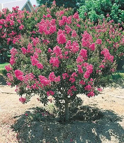 BALDUR Garten Flieder des Südens, 1 Pflanze, Lagerstroemia indica Kreppmyrte winterhart, für Standort in der Sonne geeignet, blühend, sehr pflegeleicht und resistent gegen Krankheiten