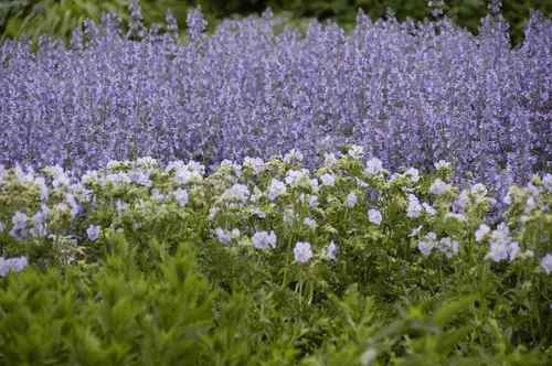 Salvia nemorosa 'Tänzerin', Steppensalbei, violett, 2-3 Liter Container