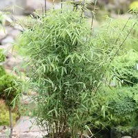 Schirmbambus 100-125cm - Fargesia murielae