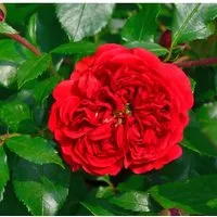 Hochstamm Rose Out of Rosenheim 80-100cm