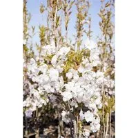 Prunus serrulata 'Amanogawa', Japanische Säulenkirsche, rosa, 80–100 cm - Blumen & Stauden – Diese aufrecht wachsende Zierkirsche begeistert mit zarten, rosa Blüten und herrlichem Duft. Ideal für Gärten und Parks, winterhart bis -20 °C und pflegeleicht.