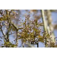 Felsenbirne Amelanchier arborea 'Robin Hill' - Ziergehölz mit eleganter Wuchsform, üppiger Blütenpracht im Frühjahr und intensiver Herbstfärbung. Ideal für Beete, Vorgärten oder als Solitärpflanze.