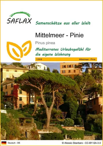 SAFLAX Blumensamen SAFLAX - Samen - Mittelmeer - Pinie