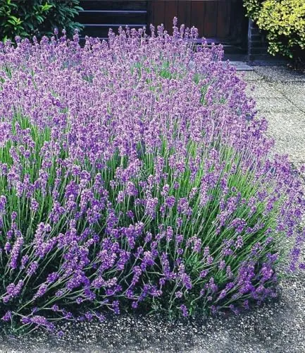 BALDUR Garten Blauer Lavendel - Echter Duftlavendel - 3 winterharte Pflanzen im 9x9 cm Topf, ideal für sonnige bis halbschattige Standorte. Pflegeleicht und trockenresistent, blüht von Juli bis September und zieht Bienen und Schmetterlinge an.