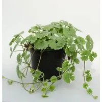 Gundelrebe Variegata - Glechoma hederacea