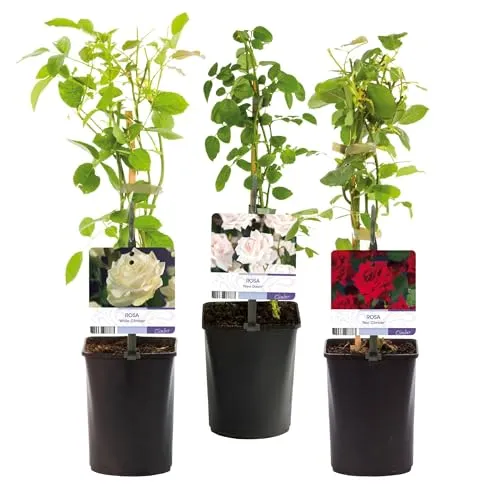 GreenboutiQ - Kletterrose - Rosa Tricolour - Blumen Rosa Weiß Rot - Geringer Pflegeaufwand - 3 Pflanzen - Topf 11cm Höhe 40cm
