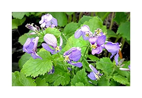 Stk - 25x Japanische Kresse Lila Blüten Gemüse Pflanzen - Samen A348 - Seeds & Plants Shop by Ipsa