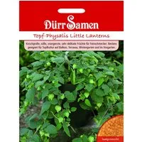 Dürr Samen Topf-Physalis Little Lanterns Saatgut