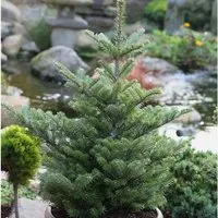 Koreatanne Molli 25-30cm - Abies koreana