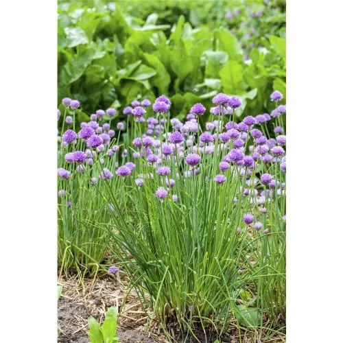 Allium schoenoprasum - Schnittlauch - 9cm Topf