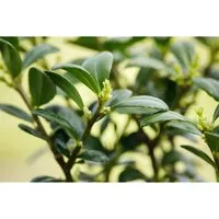 Ilex crenata 'Dark Green' -R- 25-30 cm
